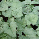 Cyclamen hederifolium pure silver leaf