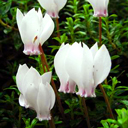 Cyclamen hederifolium f. album white w pink nose