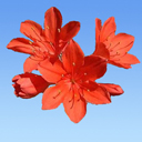 Cyrtanthus elatus (vellota)