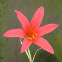 Cyrtanthus sanguineus koopowitz