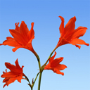 Cyrtanthus sanguineus x vellotii