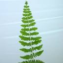 Dryopteris cycadina