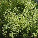 Cytisus praecox 'Albus'
