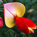Cytisus praecox 'Paulette'