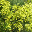 Cytisus praecox �Warminster Broom�