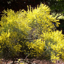 Cytisus �Allgold�