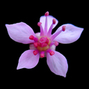Darmera (peltiphyllum) peltatum