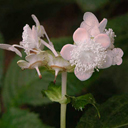 Deinanthe bifida pink ex Kii Peninsula Japan