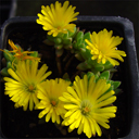 Delosperma aff. congestum