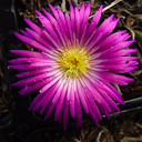 Delosperma ashtonii