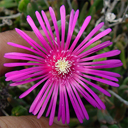 Delosperma cooperi