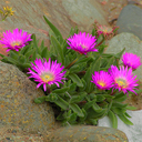Delosperma hirtum
