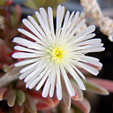 Delosperma macei