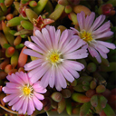 Delosperma sp. ex 'Beaufort West'