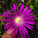 Delosperma sp. 'John Proffit'