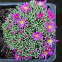 Delosperma sphalmanthoides