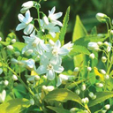 Deutzia gracilis 'Chardonnay Pearls'
