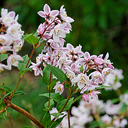 Deutzia x 'Kalmiiflora'