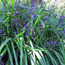Dianella tasmanica
