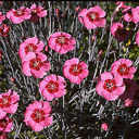 Dianthus allwoodii alpinus