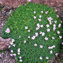 Dianthus erinaceus