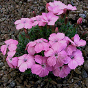 Dianthus glacialis elegans