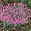 Dianthus gratiopolitanus