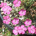 Dianthus haematocalyx pindicola