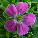 Dianthus myrtinervis ssp caespitosus