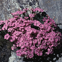 Dianthus neglectus (pavonius)