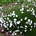 Dianthus petraeus