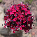 Dianthus pinifolius