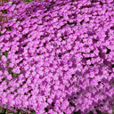 Dianthus simulans Tight Form