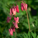 Dicentra formosa