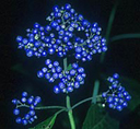 Dichroa febrifolia BSWJ 2367