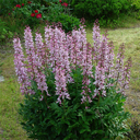 Dictamnus albus (fraxinella) purpureus