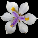 Dietes iridioides
