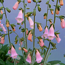 Digitalis dubia