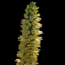 Digitalis micrantha