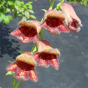 Digitalis obscura