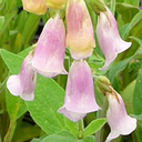 Digitalis purpurea ssp mariana
