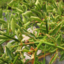 Discaria serratifolia