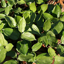 Disporopsis arisanensis