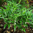 Disporopsis perneyi 'Bill Baker Form'