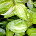 Disporum cantoniense 'Aureovariegata'