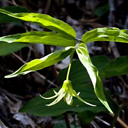 Disporum languinosum