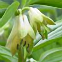 Disporum megalanthum