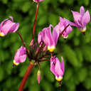 Dodecatheon meadia Rote Farben