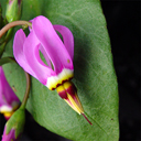 Dodecatheon pulchellum