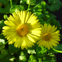 Doronicum orientale (caucasicum) 'Little Leo'